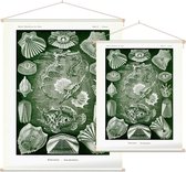 Pegasus - Teleostei (Kunstformen der Natur), Ernst Haeckel - Foto op Textielposter - 45 x 60 cm