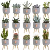 Cactus en vetplanten mix 5,5 cm in betonpot op 3 pootjes | 15 stuks | Ø 5,5 cm |  11-16 cm