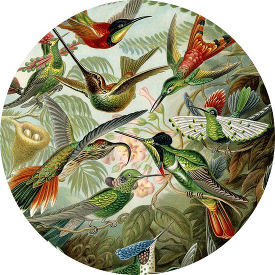 Trochilidae (ou Colibris), Ernst Haeckel - Photo sur Papier Peint Cercle - ⌀ 100 cm