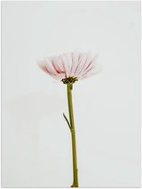 Poster – Roze Bloem met Witte Achtergrond - 30x40cm Foto op Posterpapier