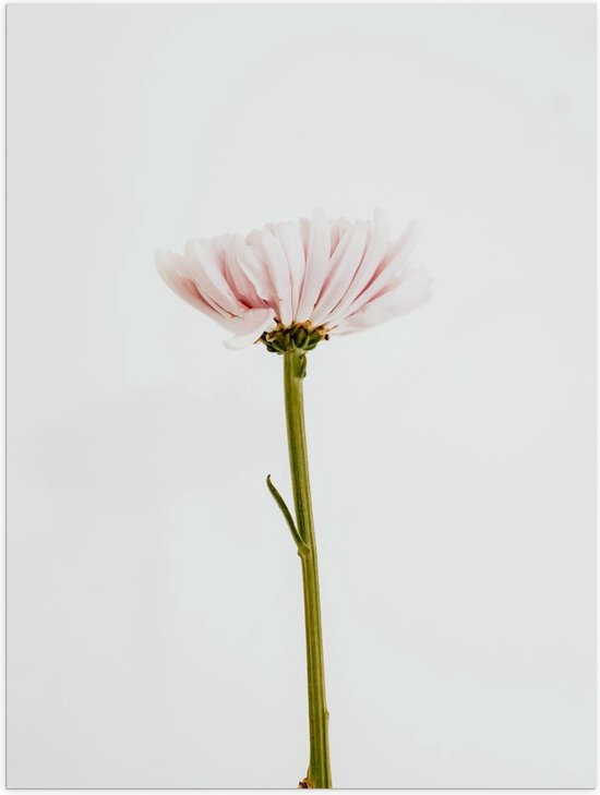 Poster – Roze Bloem met Witte Achtergrond - 30x40cm Foto op Posterpapier