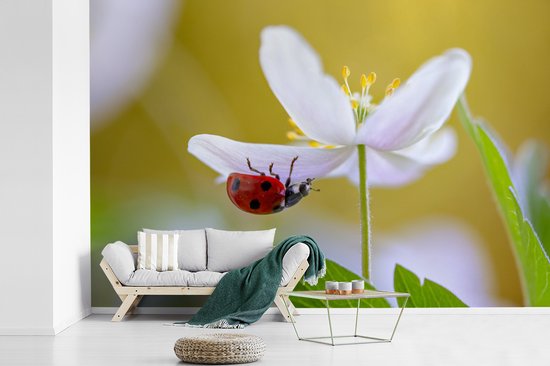 Coccinelle grimpe sur anémone des bois 450x300 cm