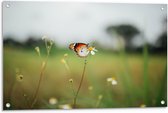 Tuinposter – Vlinder op Bloem - 90x60cm Foto op Tuinposter  (wanddecoratie voor buiten en binnen)