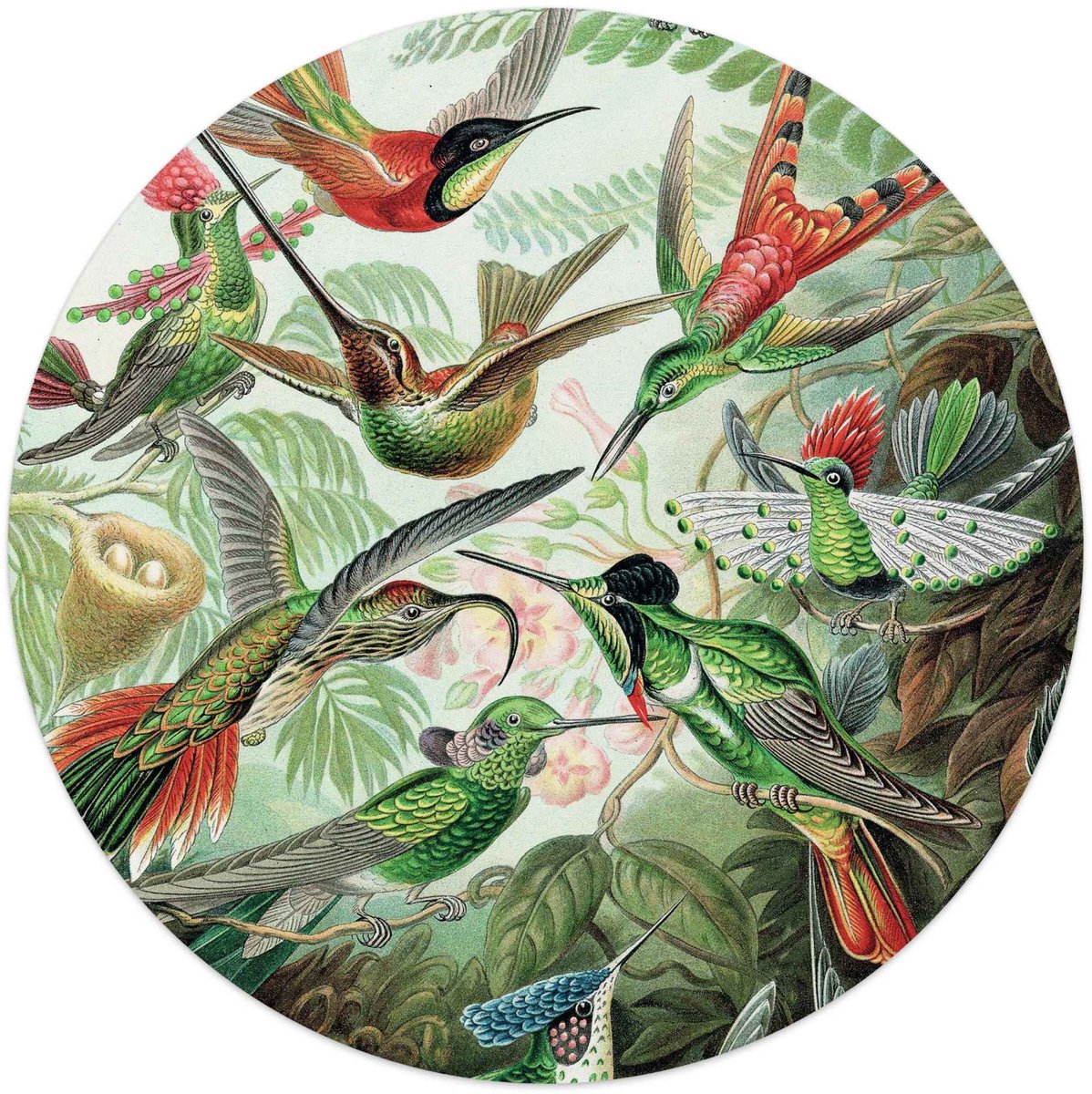 Glasschilderij Hummingbirds - Ø 50 - Glas - REINDERS