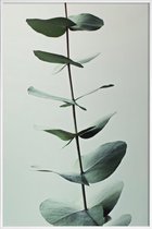 JUNIQE - Poster met kunststof lijst Eucalyptus Green -13x18 /Groen &