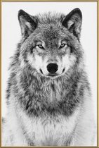 JUNIQE - Poster met kunststof lijst Winterwolf -13x18 /Grijs