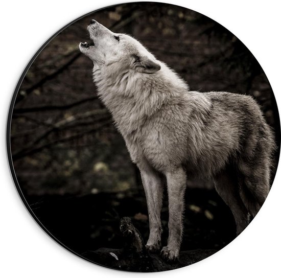 Dibond Wandcirkel - Witte Wolf in de Nacht - 20x20cm Foto op Aluminium Wandcirkel (met ophangsysteem)