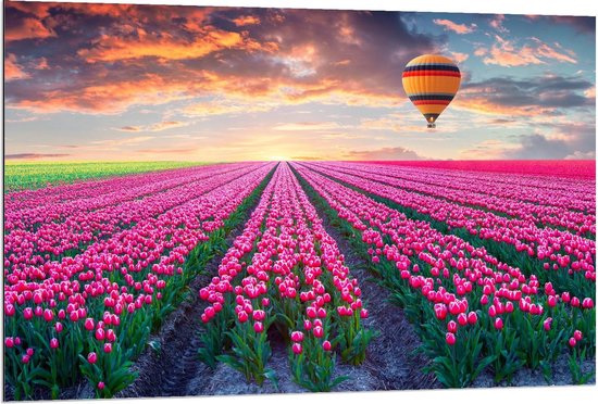 Dibond - Luchtballon boven Tulpenvelden  - 120x80cm Foto op Aluminium (Wanddecoratie van metaal)