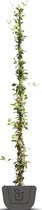 Toscaanse jasmijn | klimplant | Sterjasmijn | Trachelospermum jasminoides | Hoogte: 175-200 cm | C5 gestokt