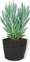 Kamerplant Senecio Curio Mount Everest - ± 25cm hoog – 12 cm diameter - in zwarte sierzak