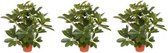 3x Kunstplant schefflera/baby struik 55 cm - Groene kunstplanten kamerplanten