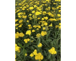 6x Duizendblad - Achillea hybrida 'Little Moonshine'pbr | 9x9 cm pot