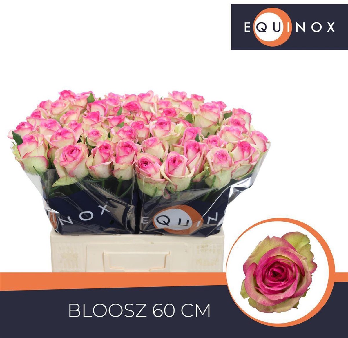 20x Rosa bloosz 60cm