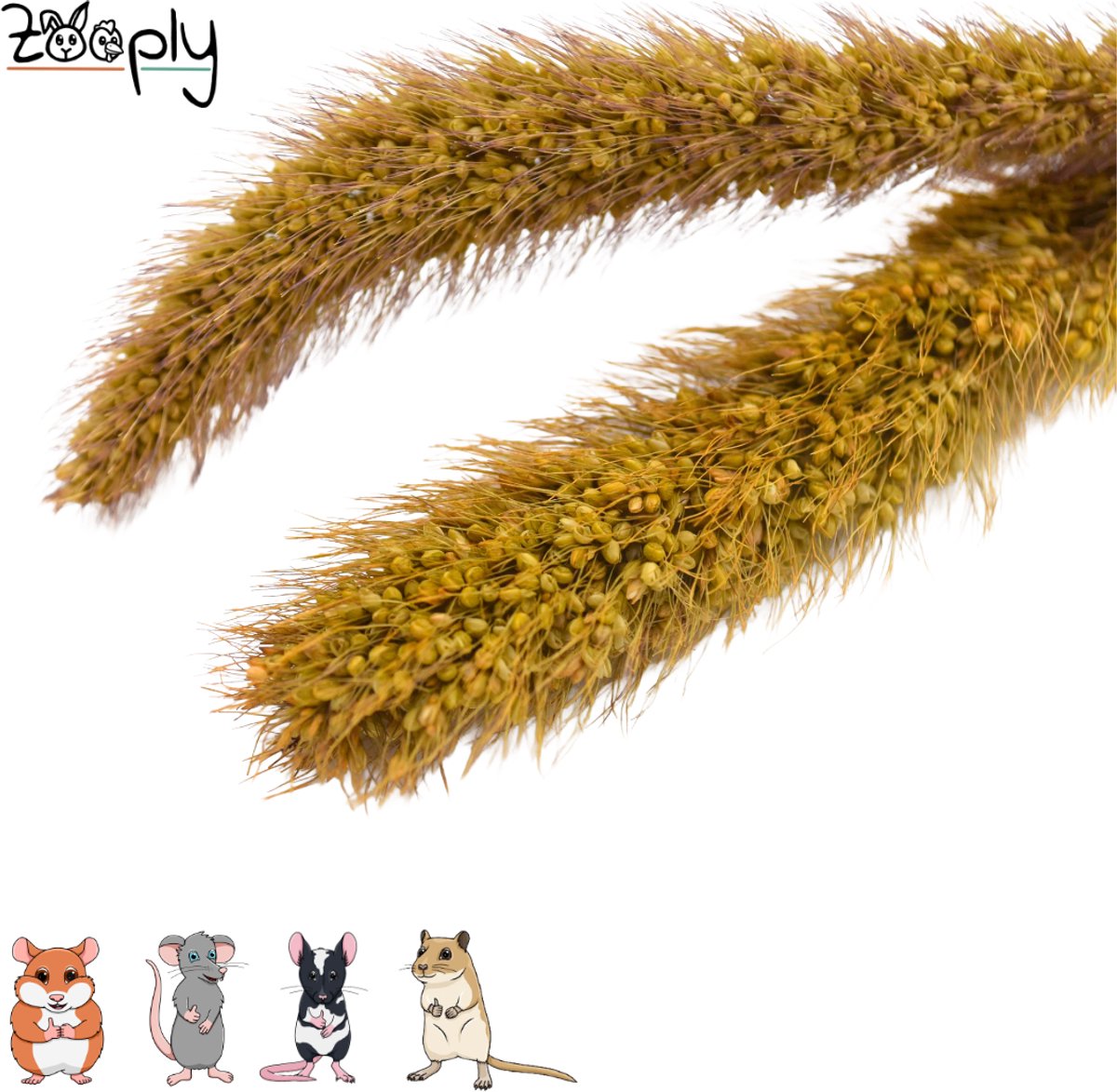 Zooply Vossestaartgras - 70 gram - in koker
