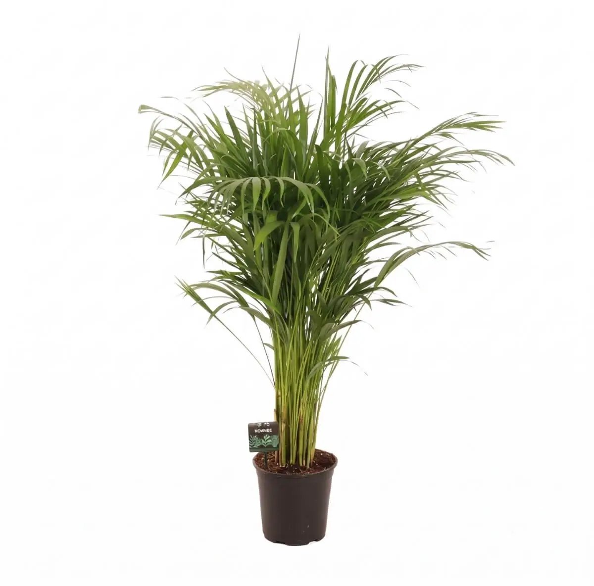 Dypsis Lutescens (Goudpalm) - Ø21cm - 110cm