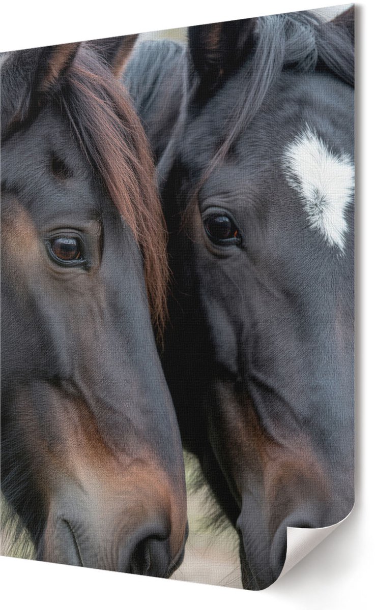 Coloray Polycanvas Wandposter - Twee Paarden, Fotografie - 594 x 840 - Zwart Illustratie - Rechthoek - Canvasposter - Woonkamer - Klassiek