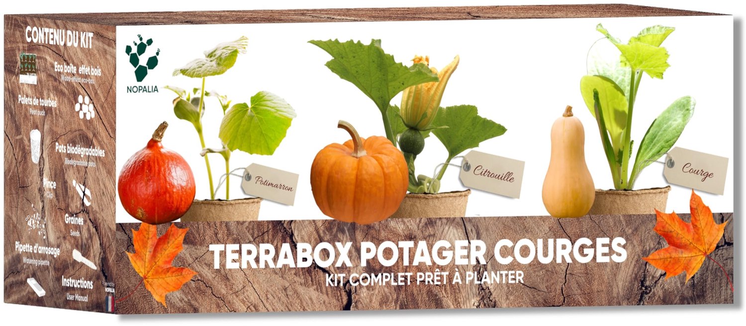 Terrabox Groentezaai Set met Pompoen Zaden