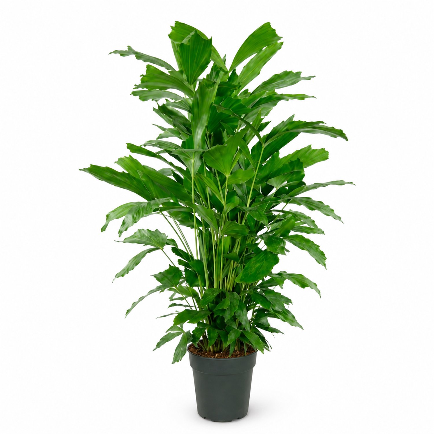 Caryota Mitis, vissenstaartpalm, hoogte 120 cm, pot 24 cm