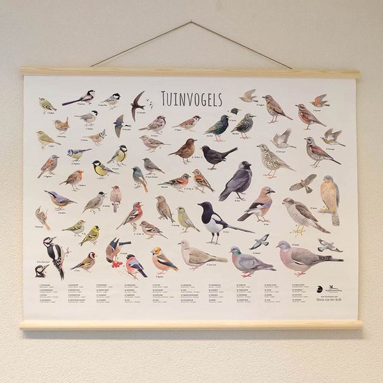 Affiche murale avec oiseaux de jardin dessinés, texte 'TUINVOGELS' en haut et noms en bas, fixée sur des baguettes en bois.