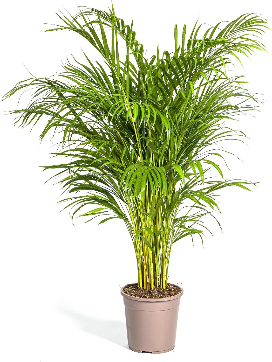 Lutescens - Areca Palm - Goudpalm - 120-140cm - Ø24cm - Kamerplant - Groenblijvend