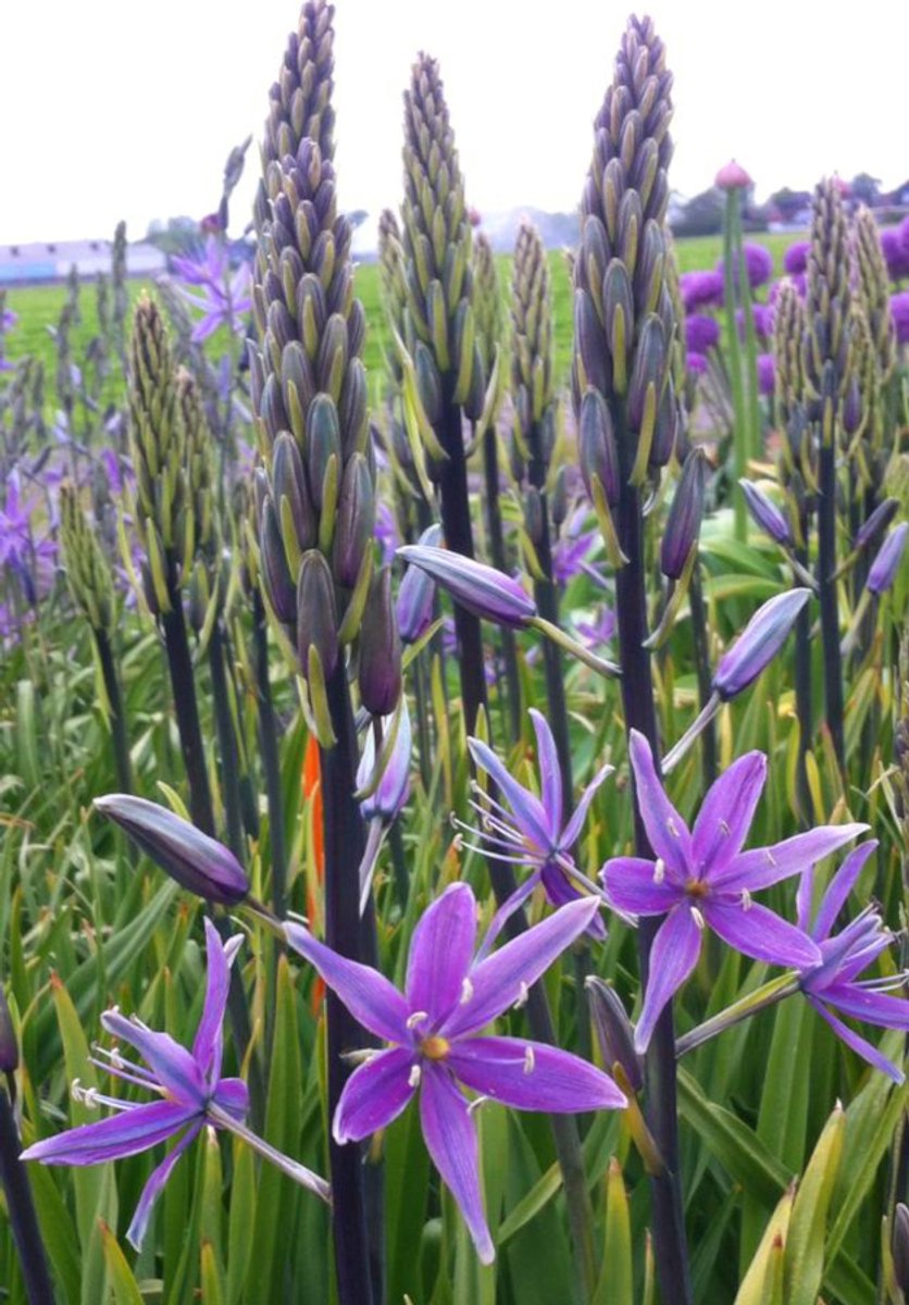 2x Indianenbloem 'Camassia violet candle leichtlinii' - BULBi® Bloembollen met bloeigarantie