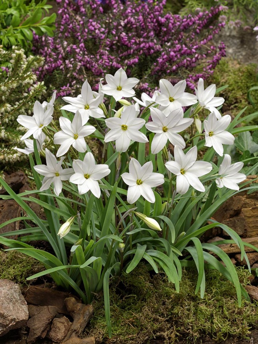 30x Oude wijfjes 'Ipheion alberto castillo' - BULBi® Bloembollen met bloeigarantie
