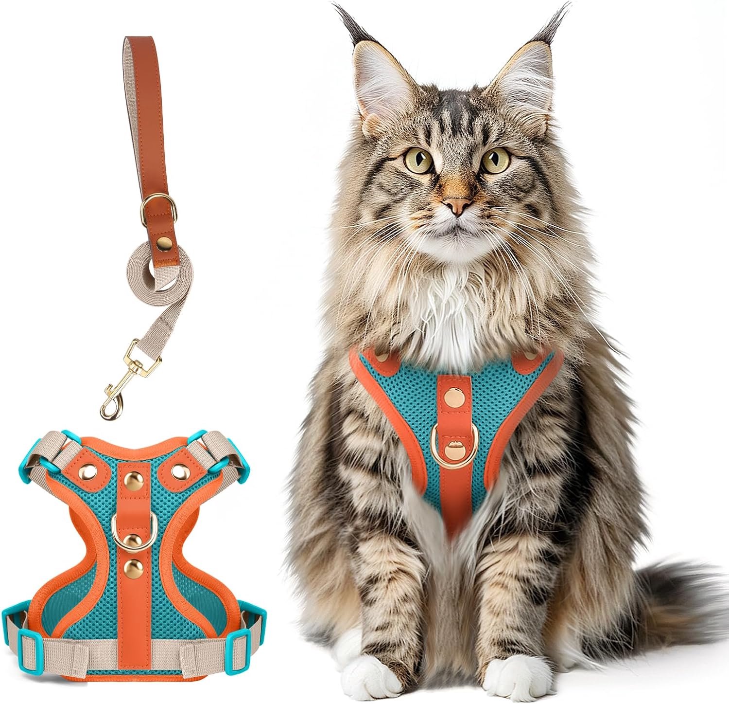 Kattengroot met lijn, lederen vest, blauw-oranje, S