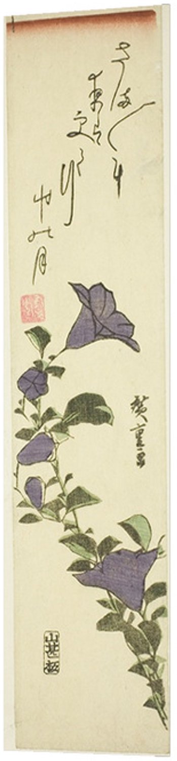 Printen.eu Poster - Chinese Bell Flowers - 11.3 x 47 cm Multicolor