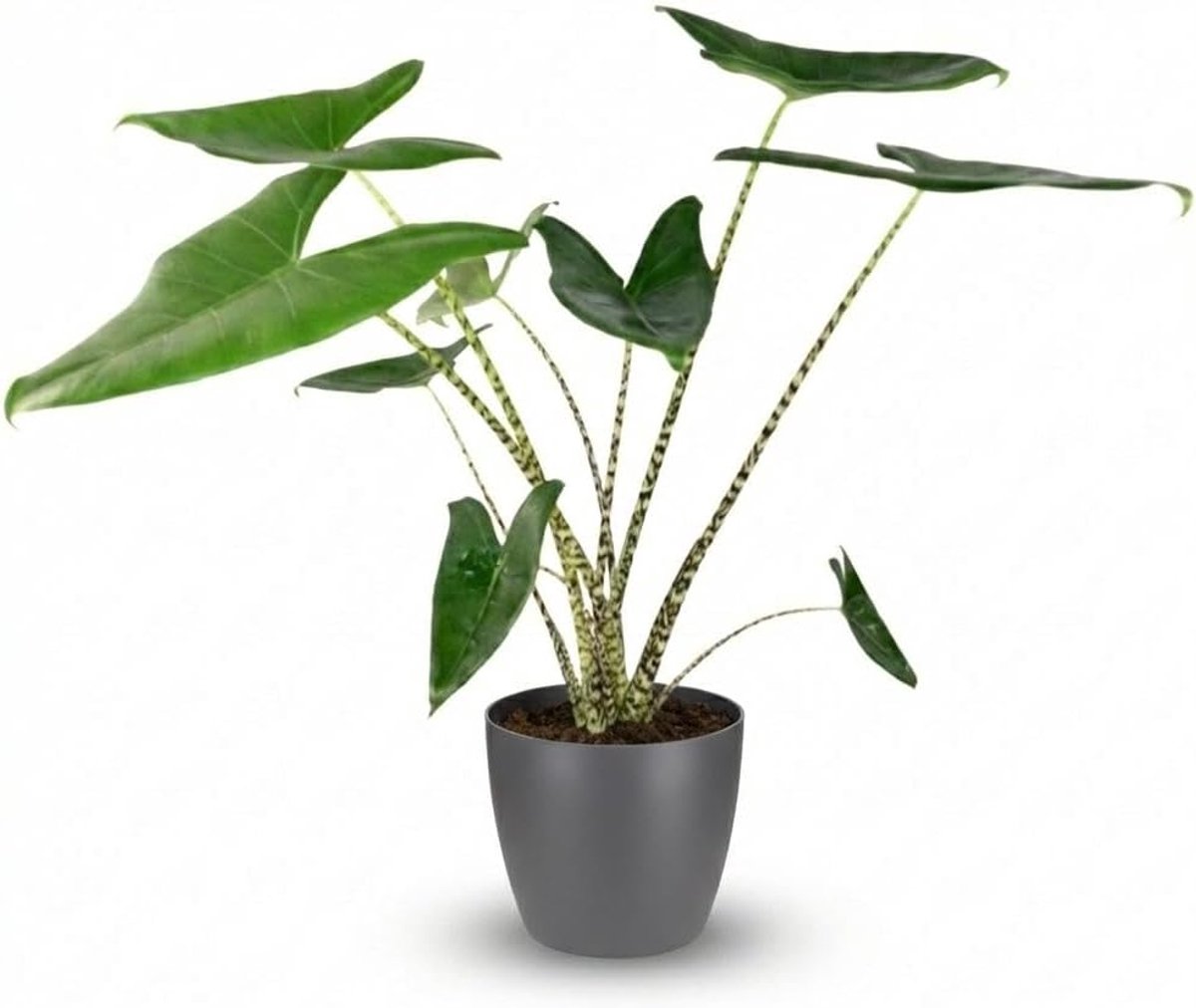 - Alocasia Zebrina - Groen - Weinig onderhoud - met Potter Grijs - 70-75cm - Ø21cm - Kamerplant - Groenblijvend