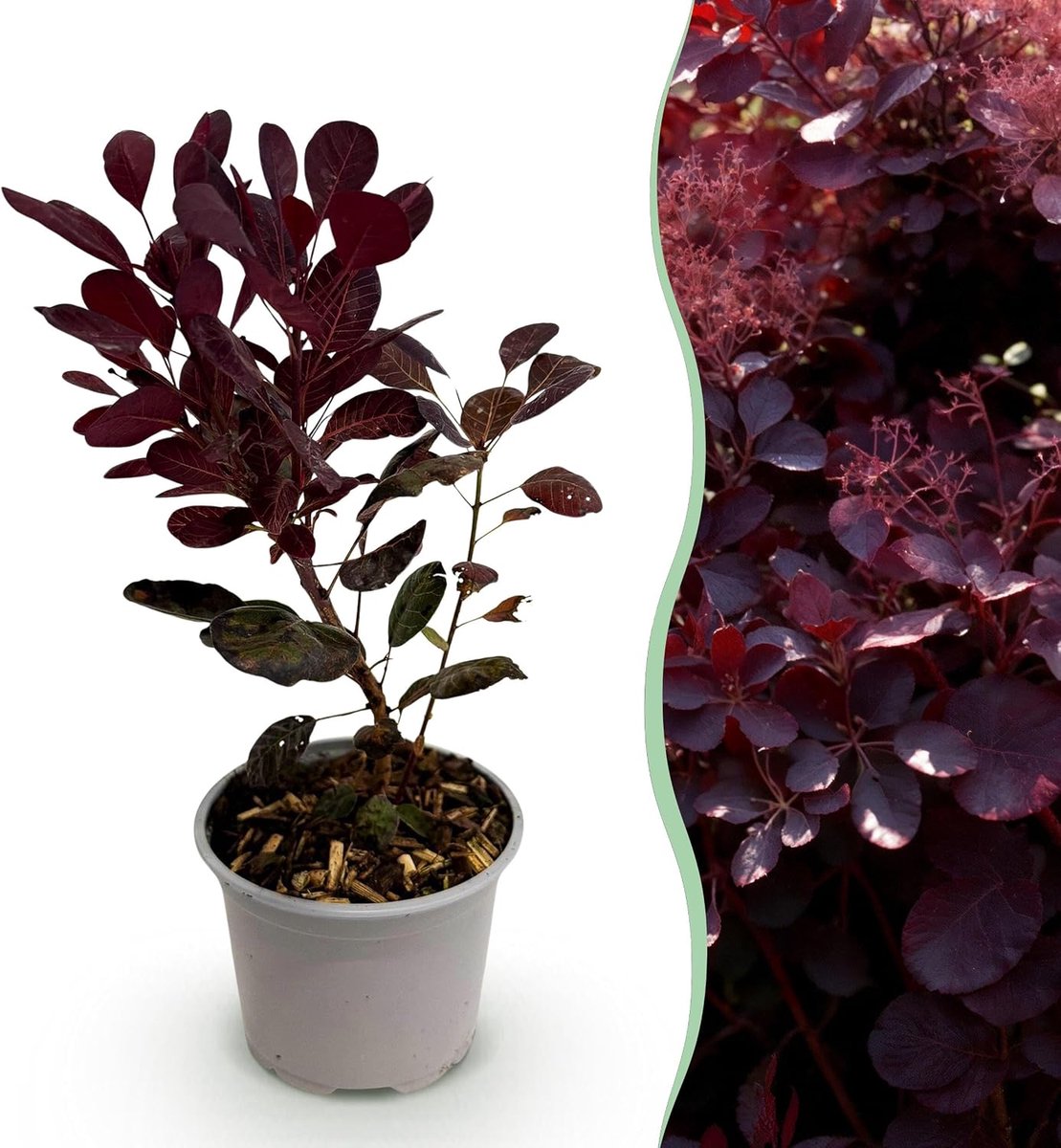 Coggyria Lilla - Paars 1 Plant - Bladverliezend - Weinig Onderhoud - 25-35cm - Ø12cm - Tuinplant