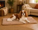 Cavalier King Charles ligt op een bruin gewatteerd kussen in een sfeervolle woonkamer.