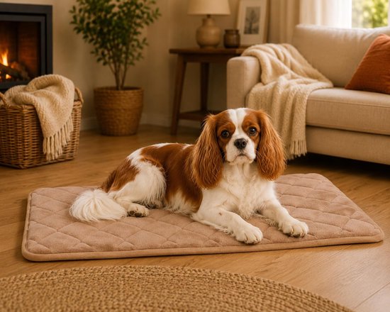 Cavalier King Charles ligt op een bruin gewatteerd kussen in een sfeervolle woonkamer.