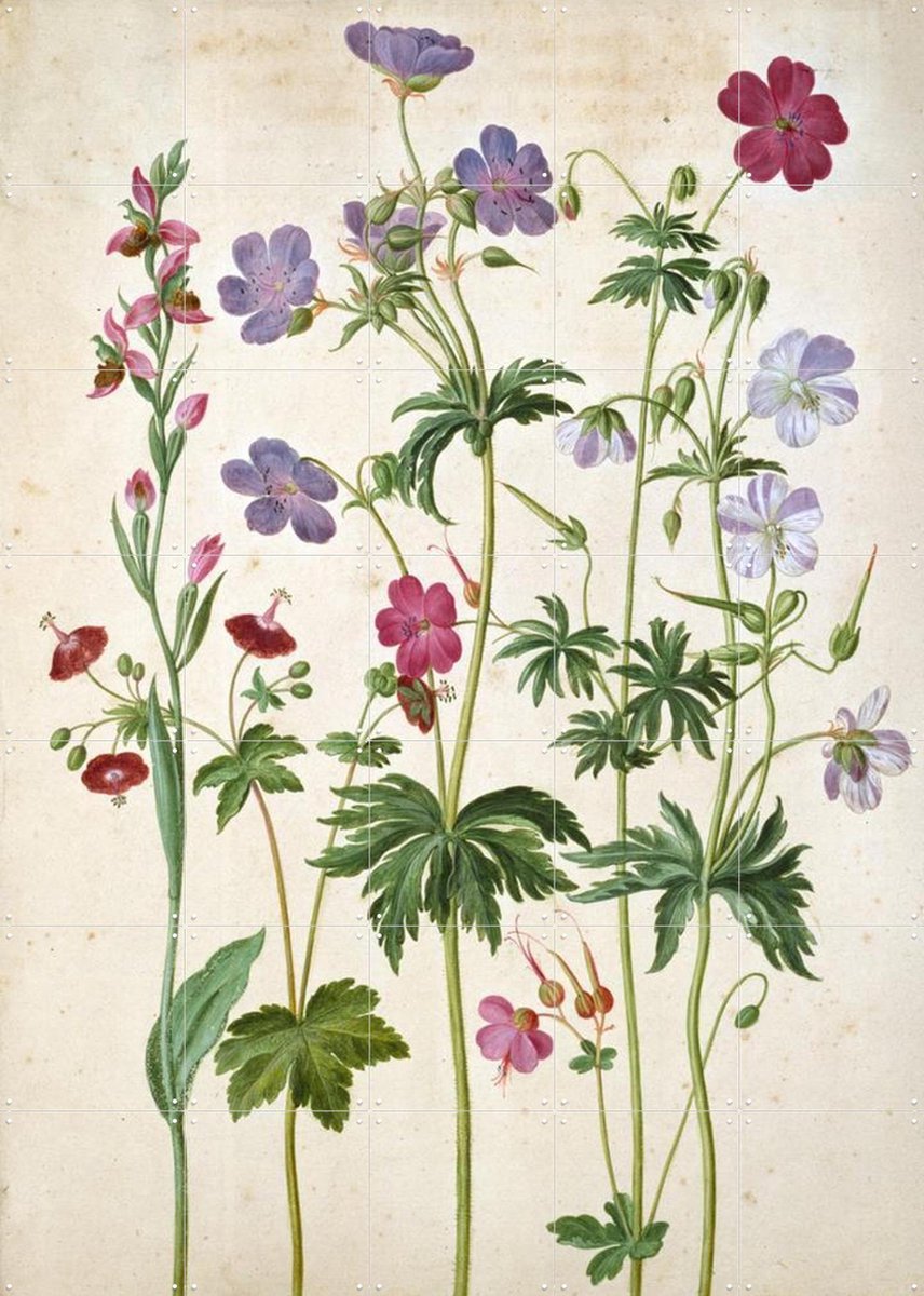 IXXI Watercolour, Johann Jakob Walther & Victoria and Albert Museum - 100 x 140 cm - Gratis ophangtool - Grote wanddecoratie en posters - Naturalisme