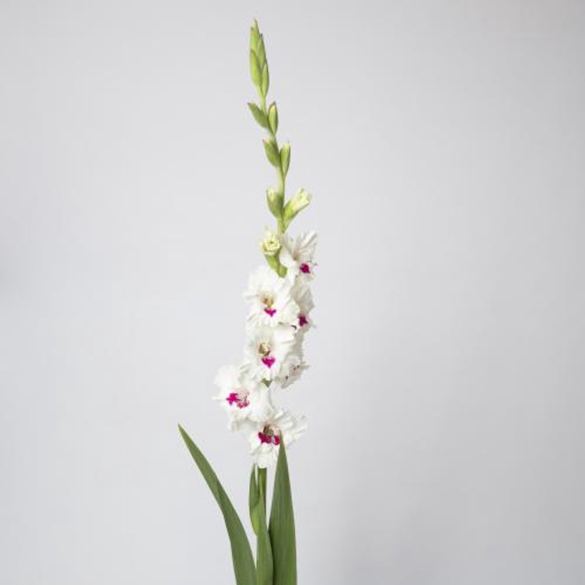 10x Glad.fl.cera corsage 80cm