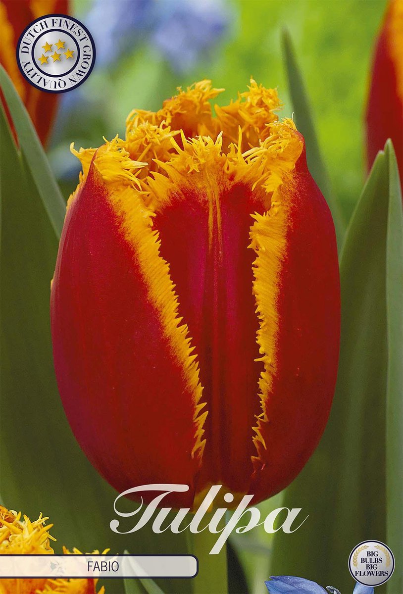 10x Bb bol tulipa fabio 60cm