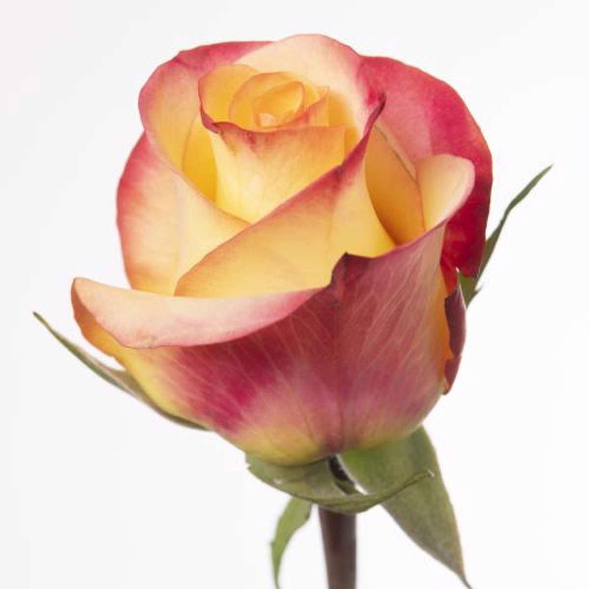 25x Rosa french kiss 60cm