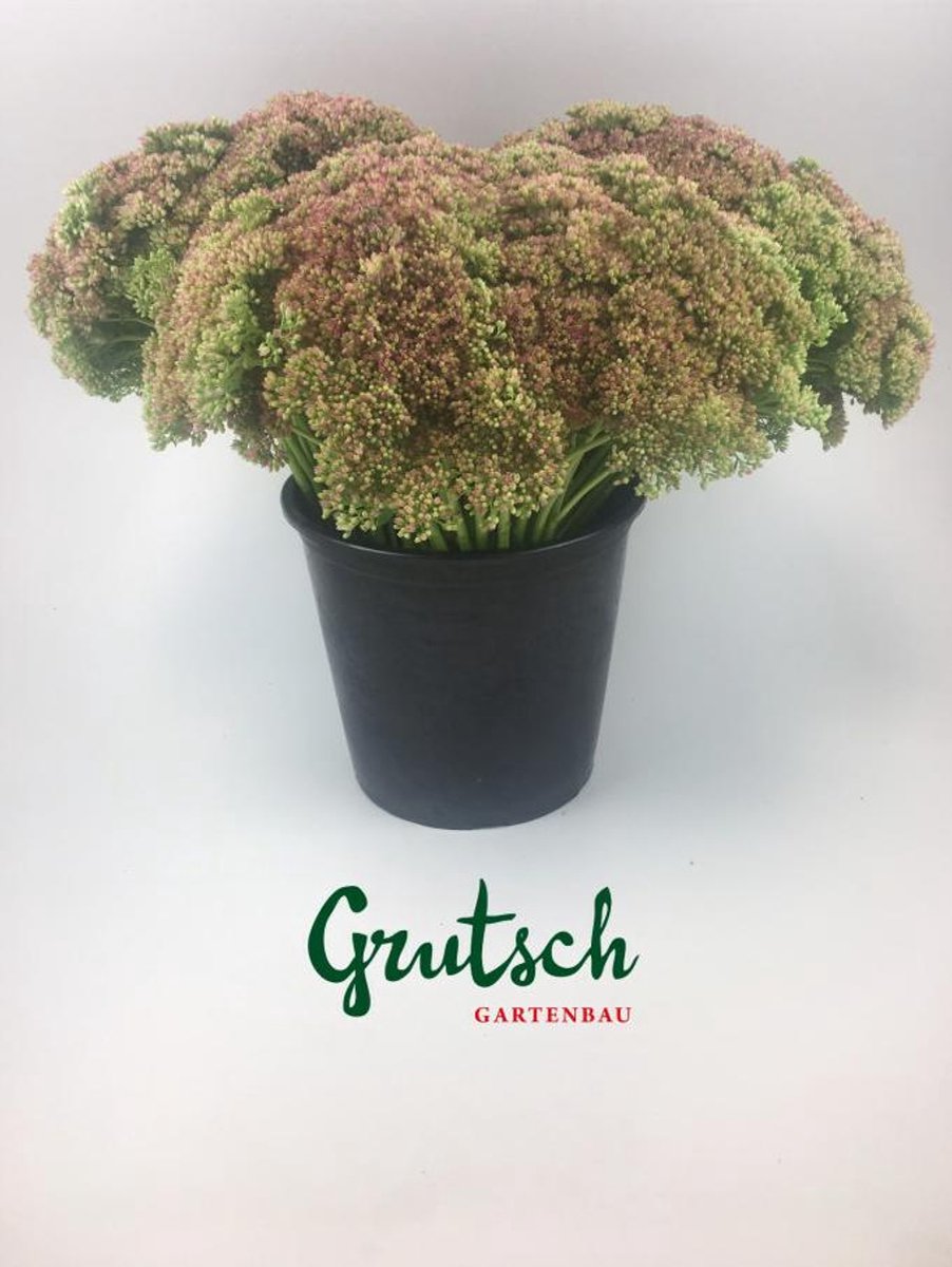 1x Sedum spectabile bloeiend 50cm