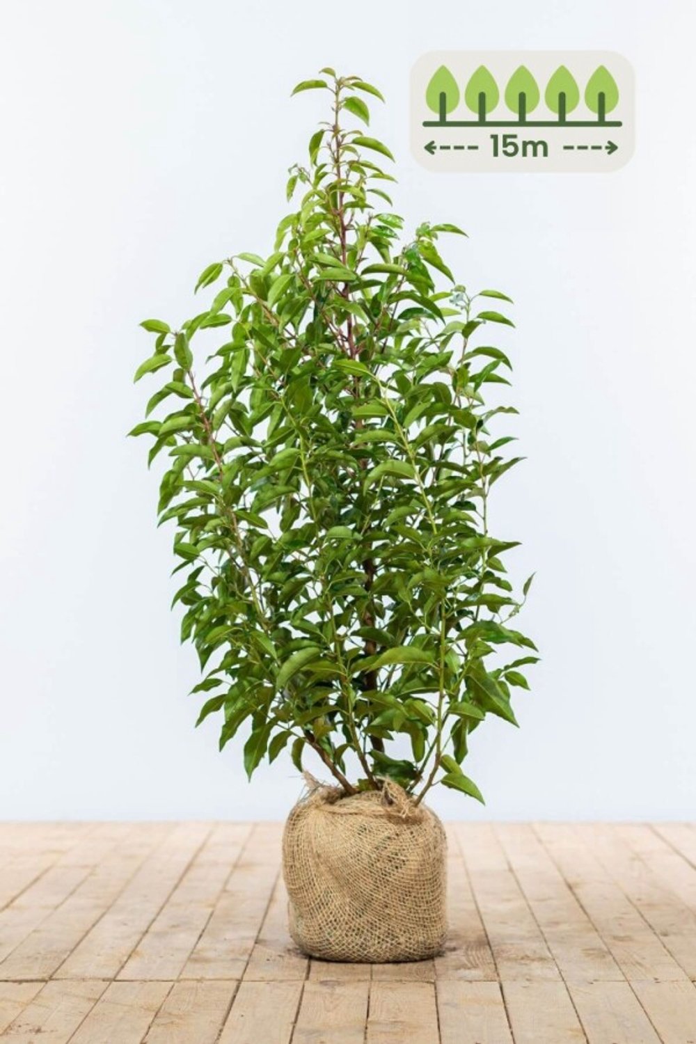 Portugese laurier 80-100 cm voor 15 meter - 45st. Prunus lusitanica 'Angustifolia'