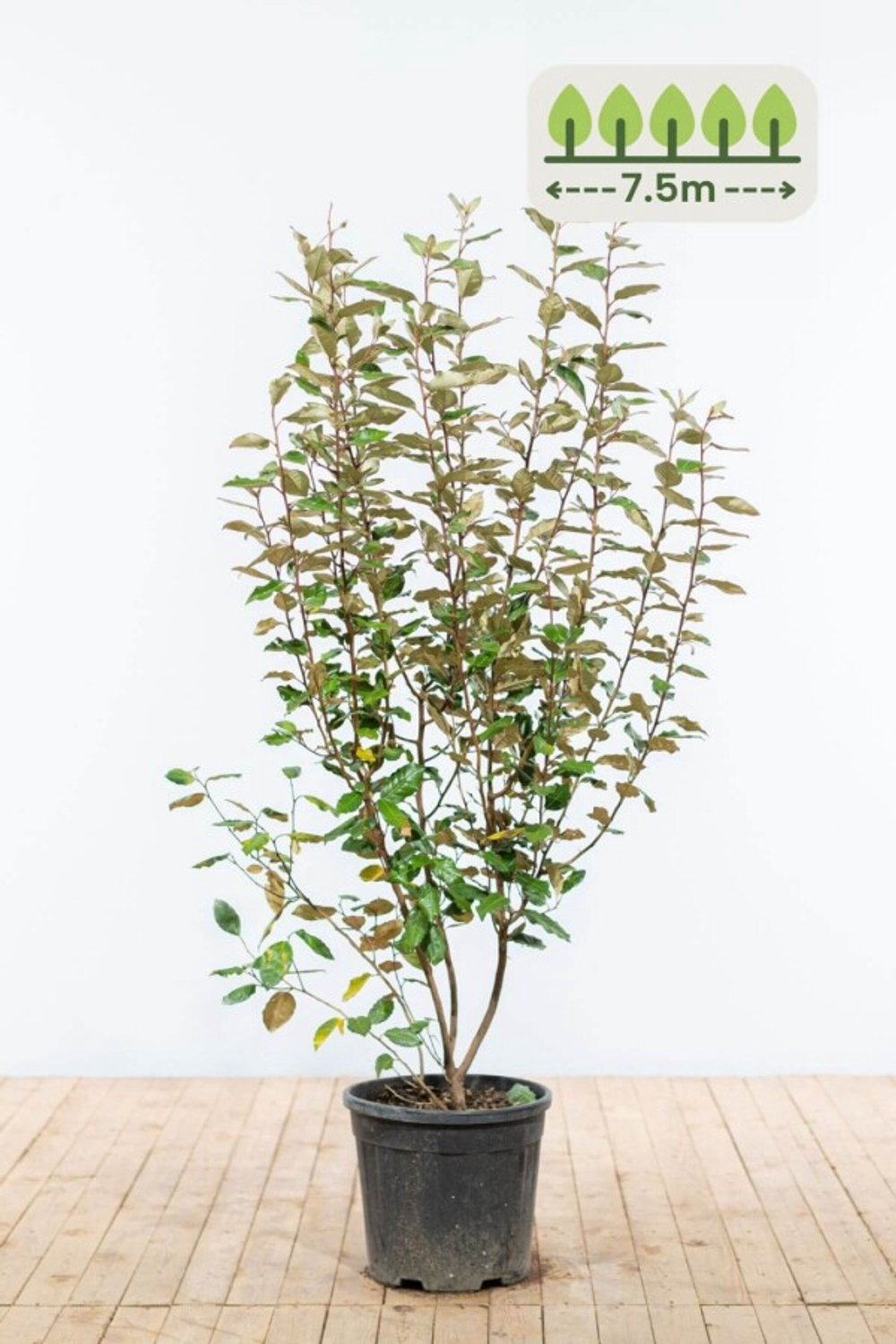 125-150 cm voor 7.5 meter - 15st. Elaeagnus ebbingei