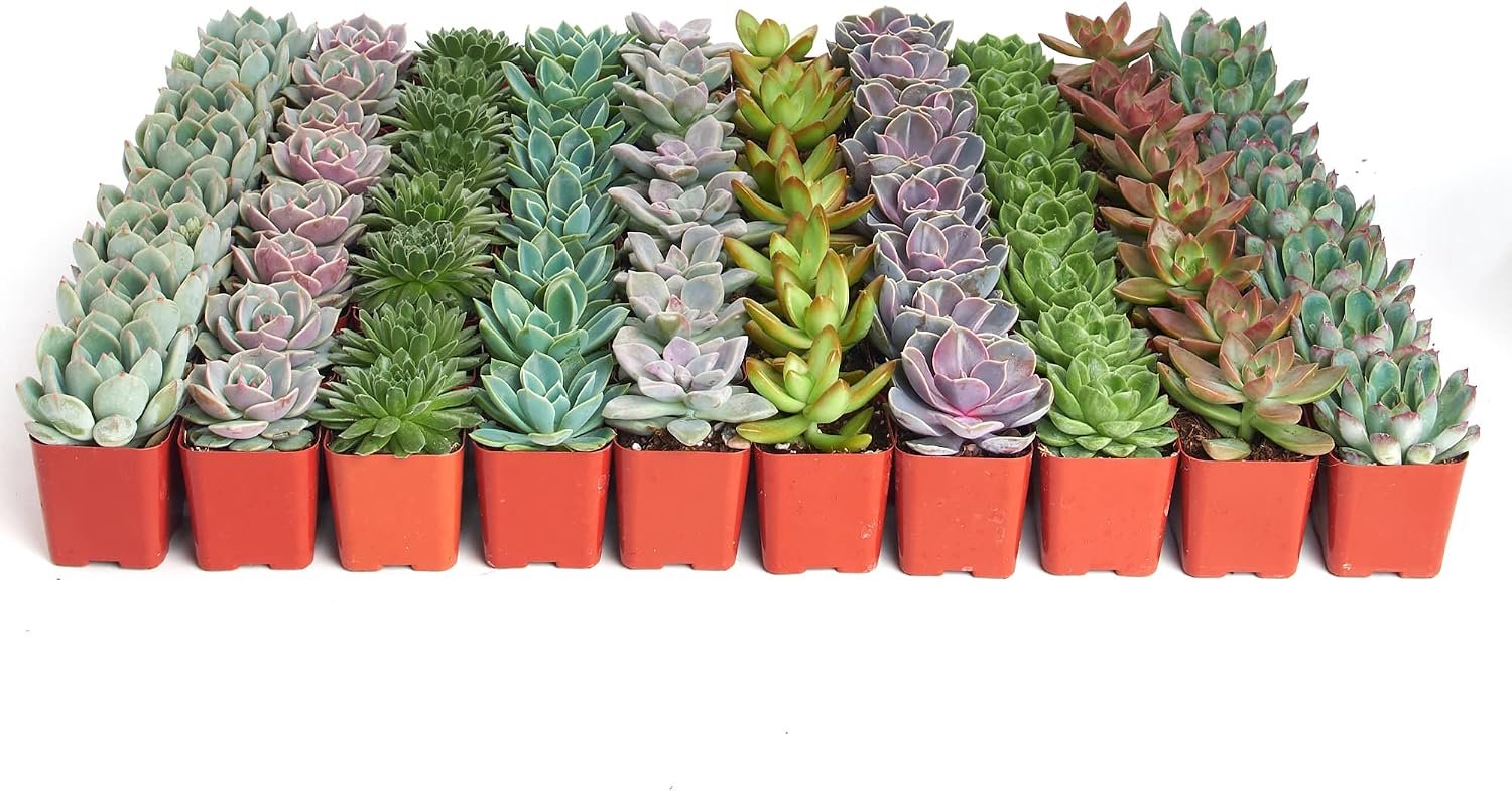 Shop Succulents Rozet-vetplantenset, grote verpakking, levende mini-vetplanten, onderhoudsvriendelijk, bloemenmix van kleuren en texturen, bruiloft- en feestgeschenken, cadeau en tuin