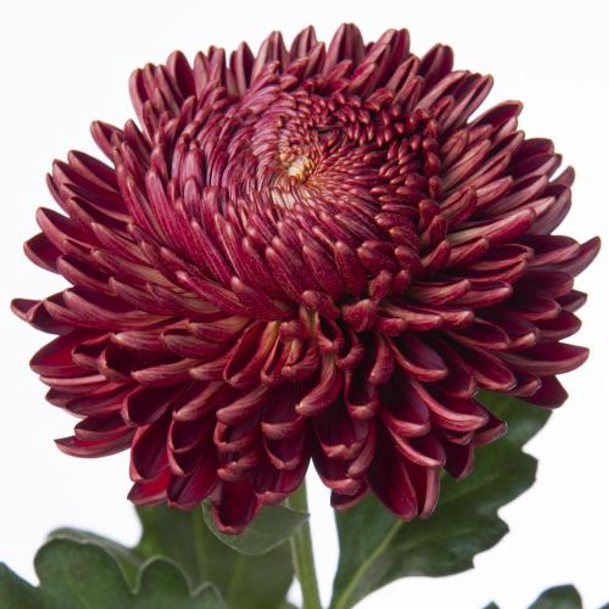 10x Chrysant bigoudi red 80cm