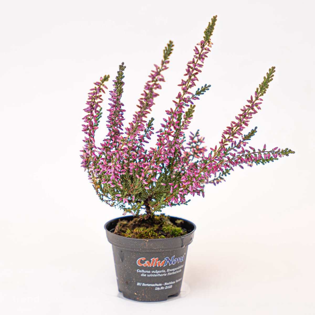 Calluna vulgaris - Callu Nova - Mini - Potmaat 5,5 - 6 cm
