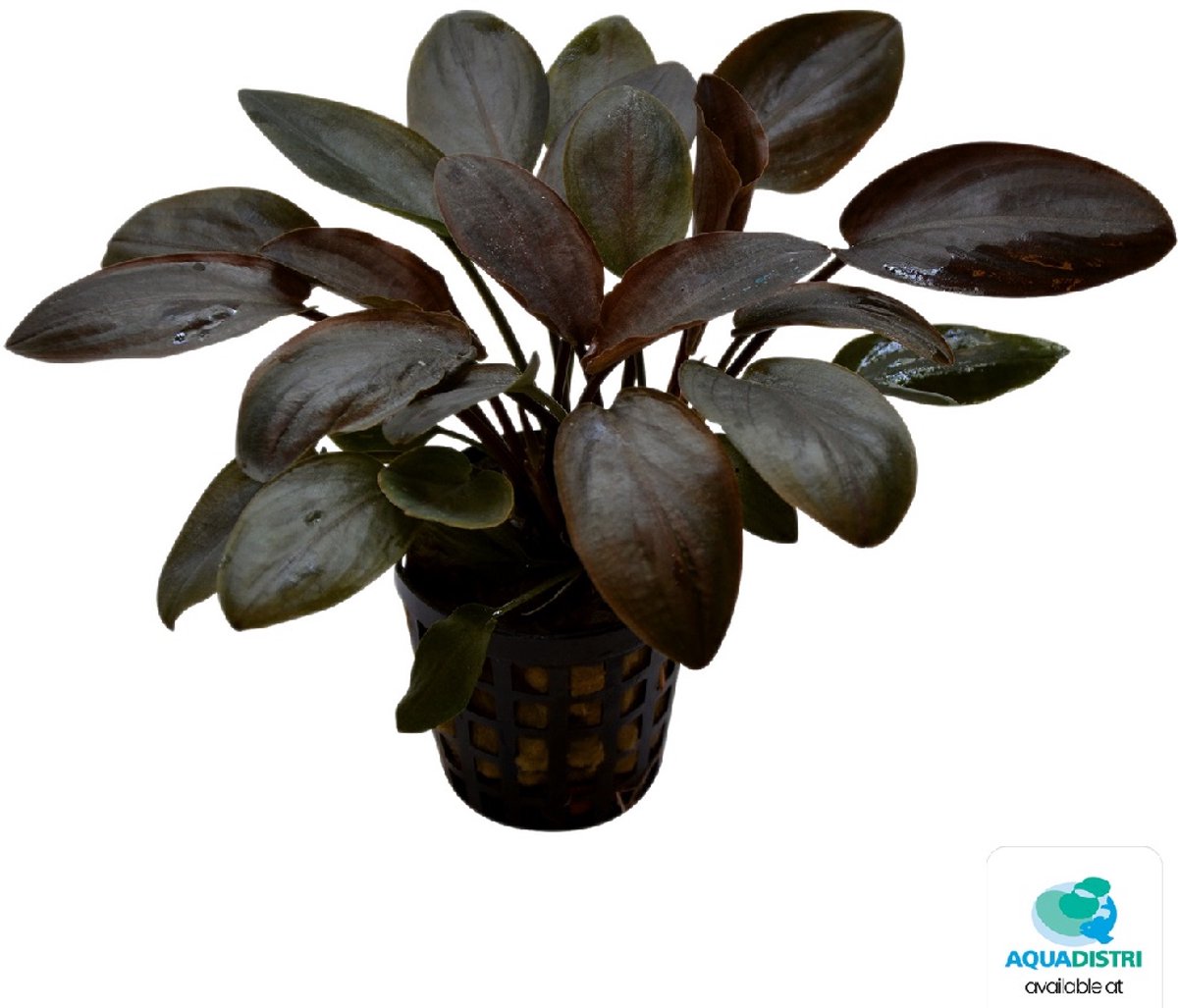 Waterplant lagenandra meeboldii red 5cm pot