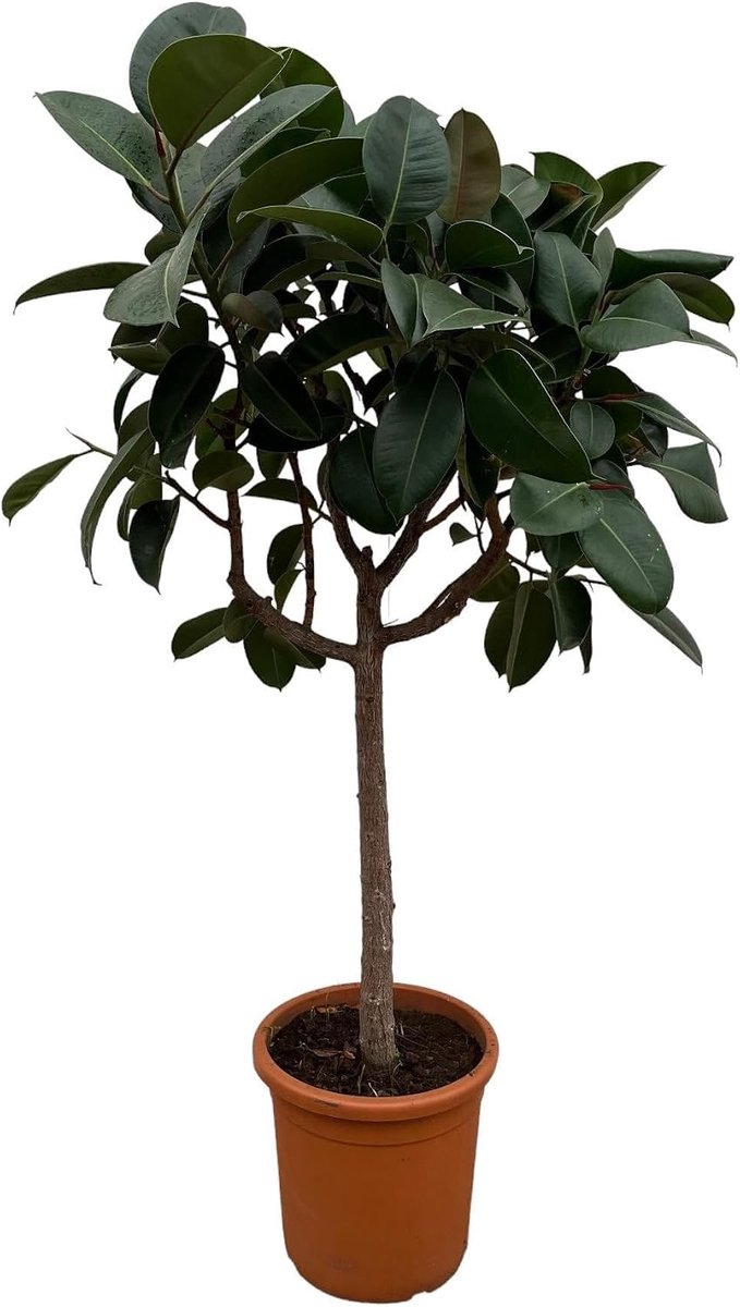 Ficus Elastica Robusta op stam - 180 cm - ø30