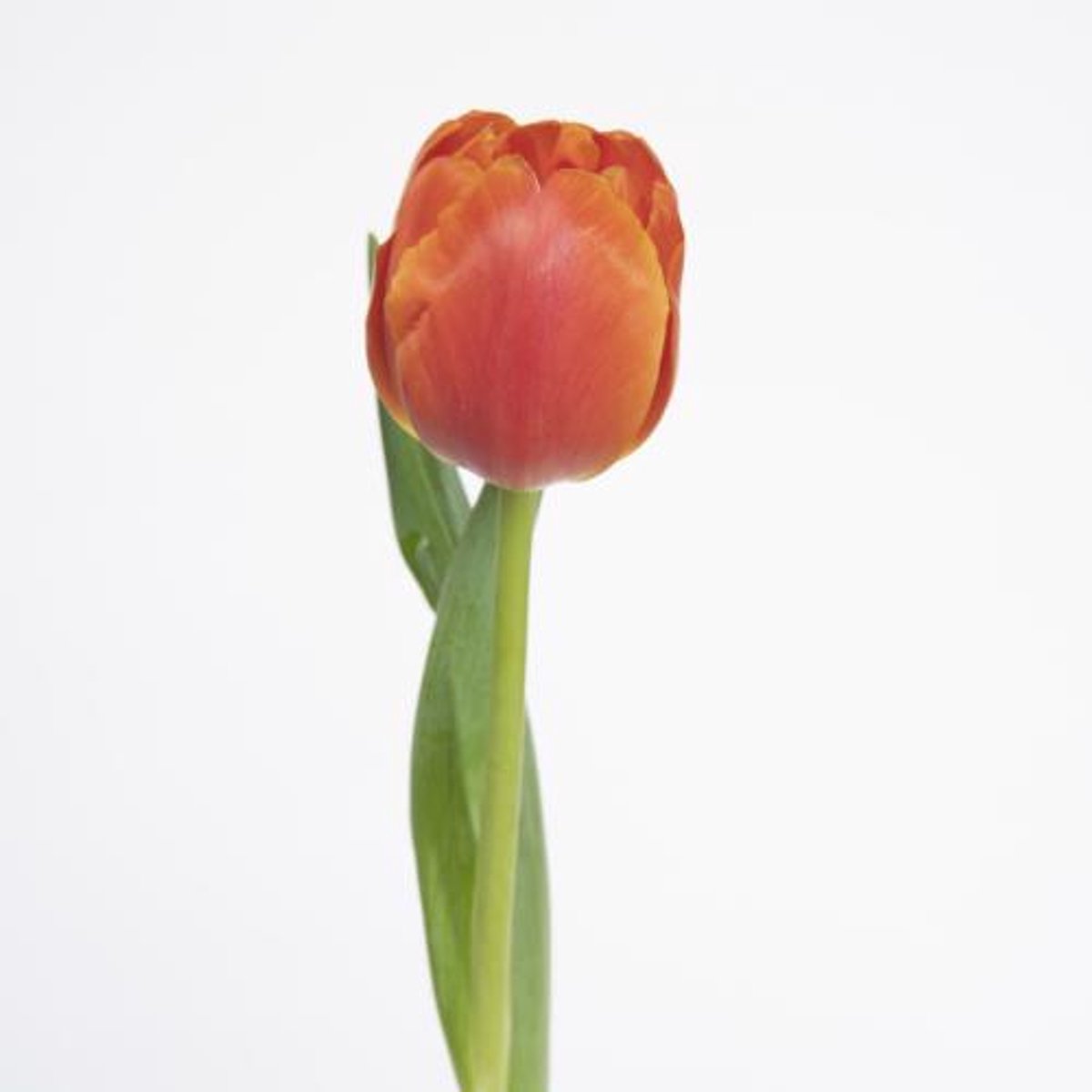 50x Tulipa icoon du 40cm