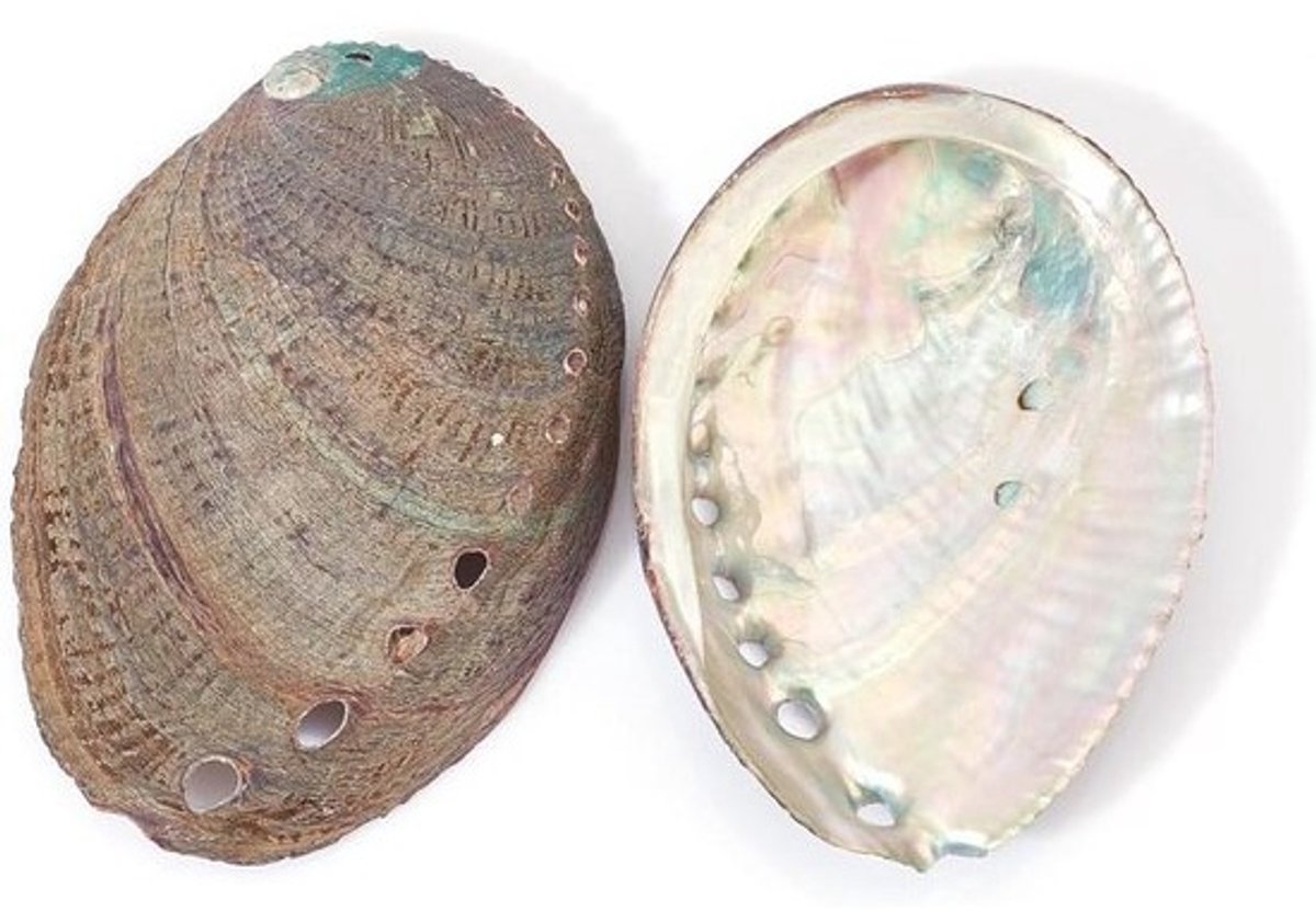 Abalone Shell Smudge Bowl Set - Gepolijst Witte Salie Brander Houder
