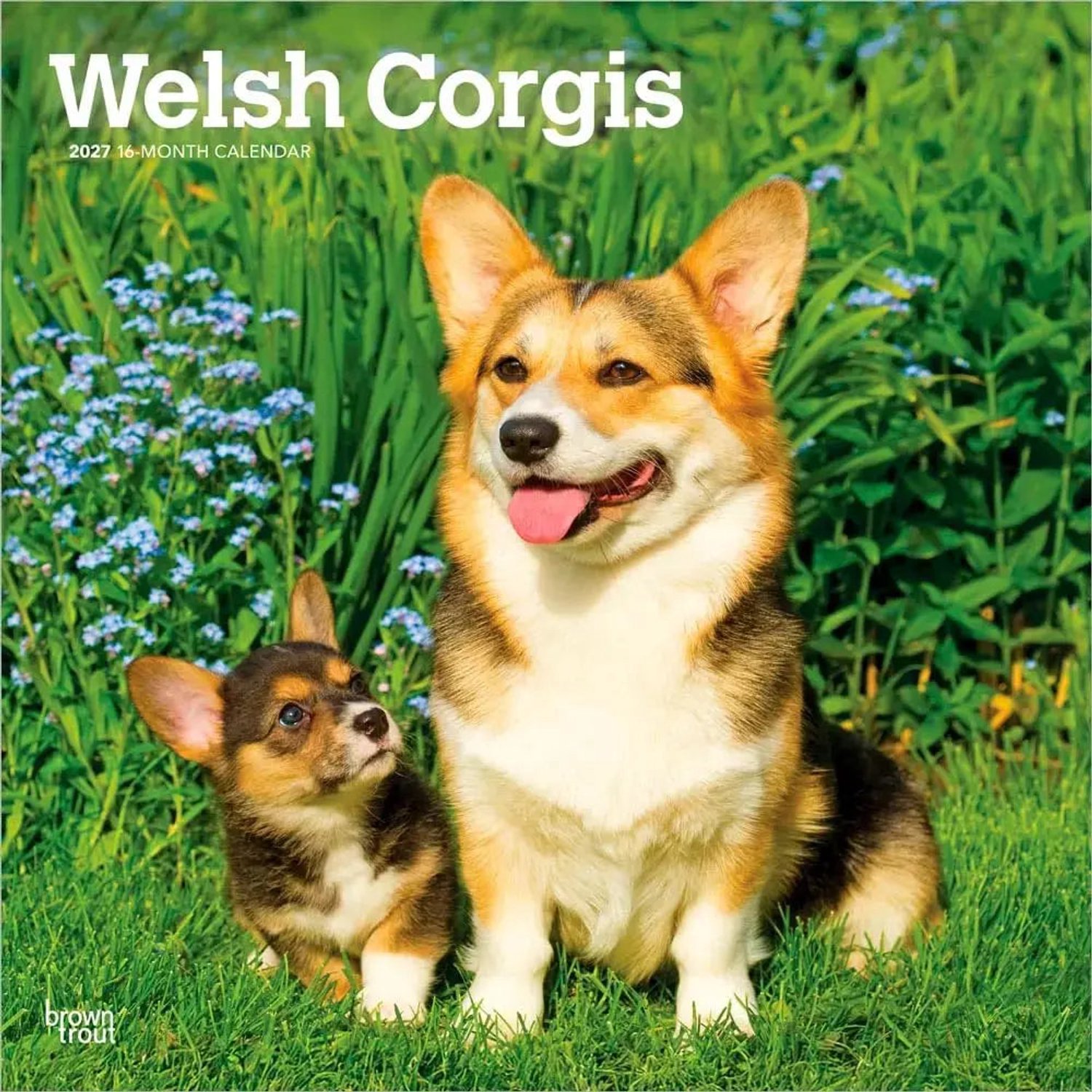 Welsh Corgis - Welsh Corgi Kalender 2027 - 16-Monatskalender