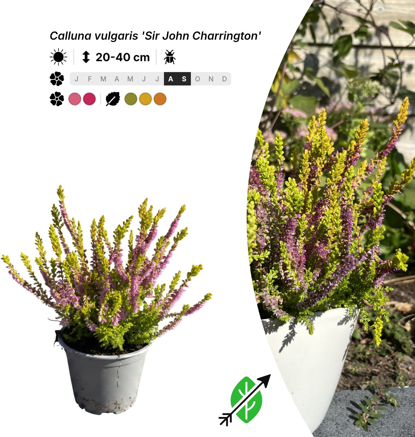 Singleplants - 10x Calluna vulgaris 'Sir John Charrington' - Pot P10,5 - bodembedekker - winterhard tot -25°C