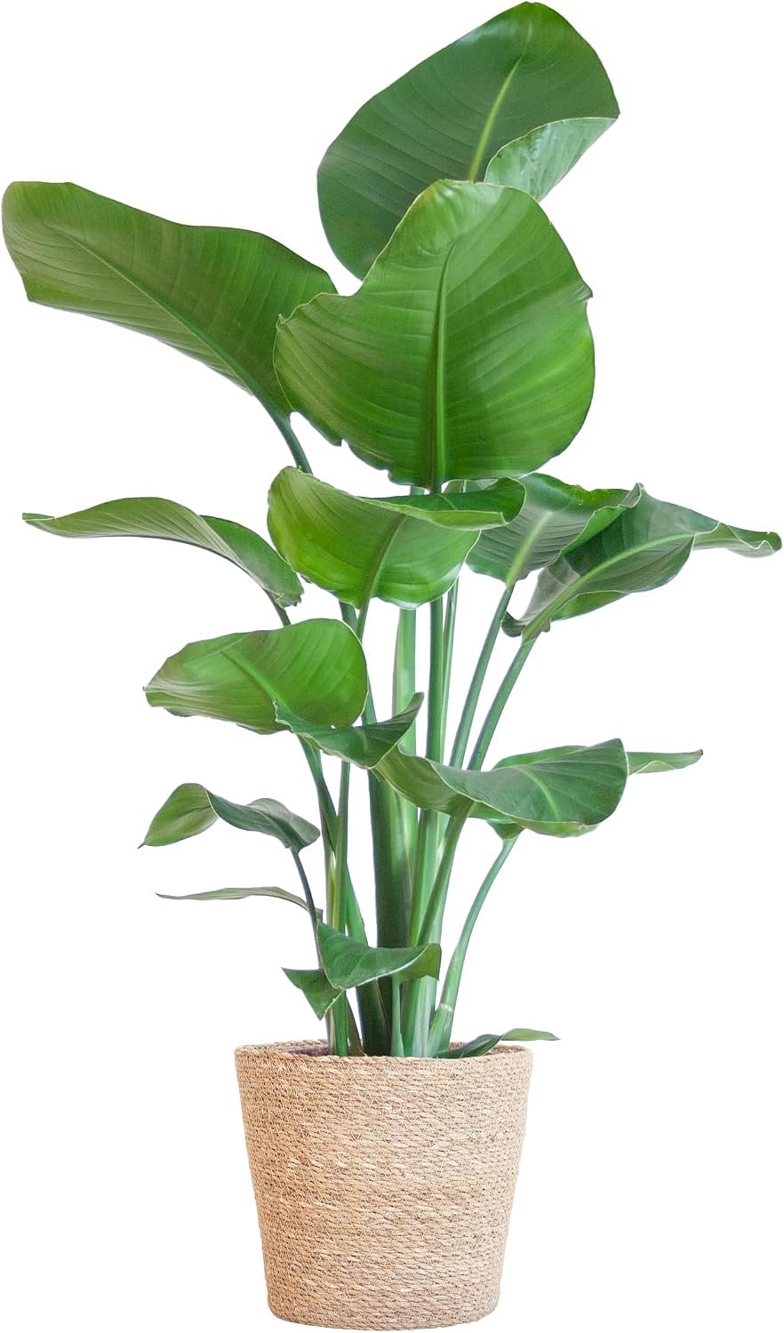 Nicolai met Sofia mand naturel - 70-80cm - Ø21cm - Kamerplant - Groenblijvend