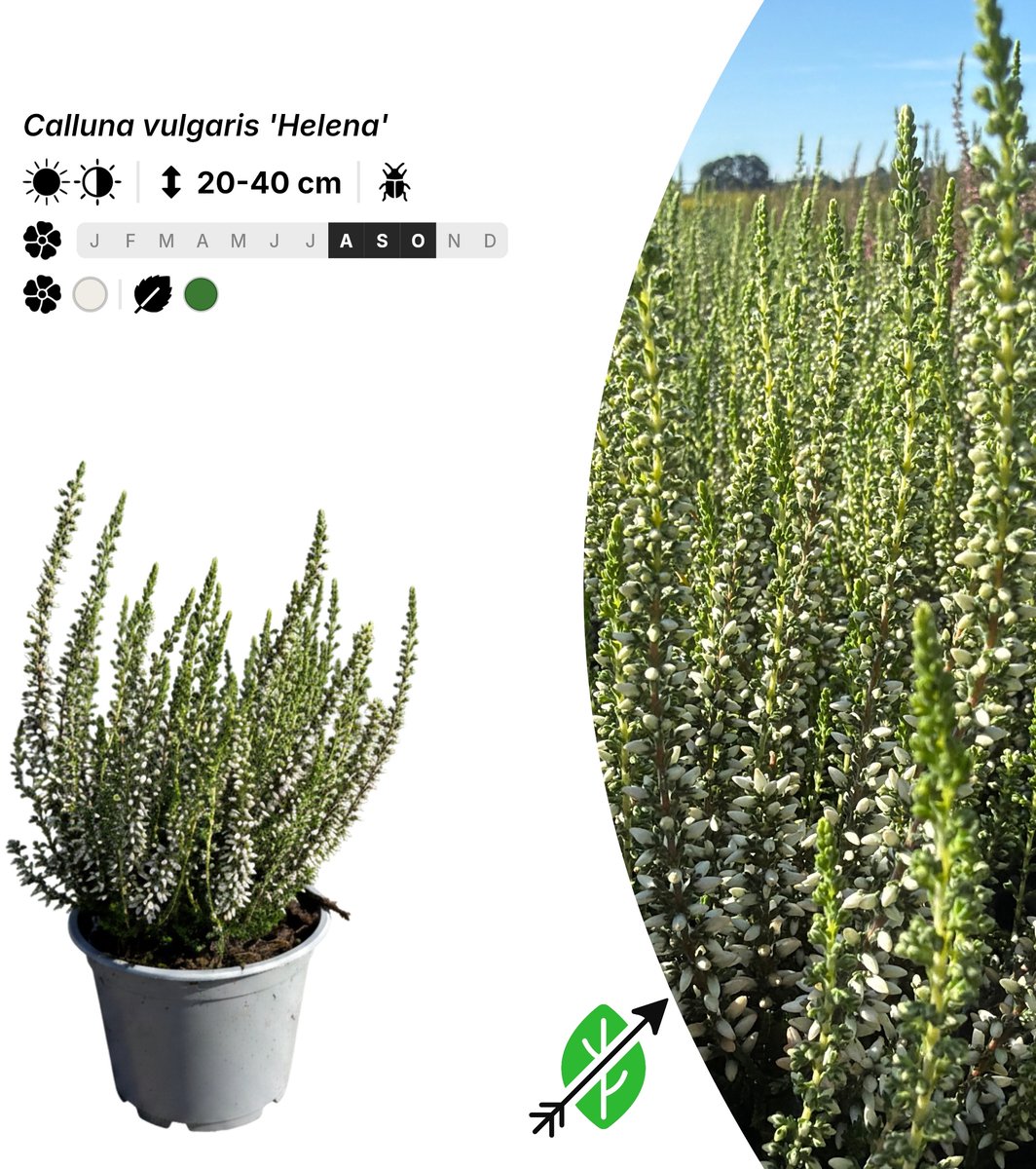 Singleplants - 6x Calluna vulgaris 'Helena' - Pot P10,5 - bodembedekker - in bloeiperiode